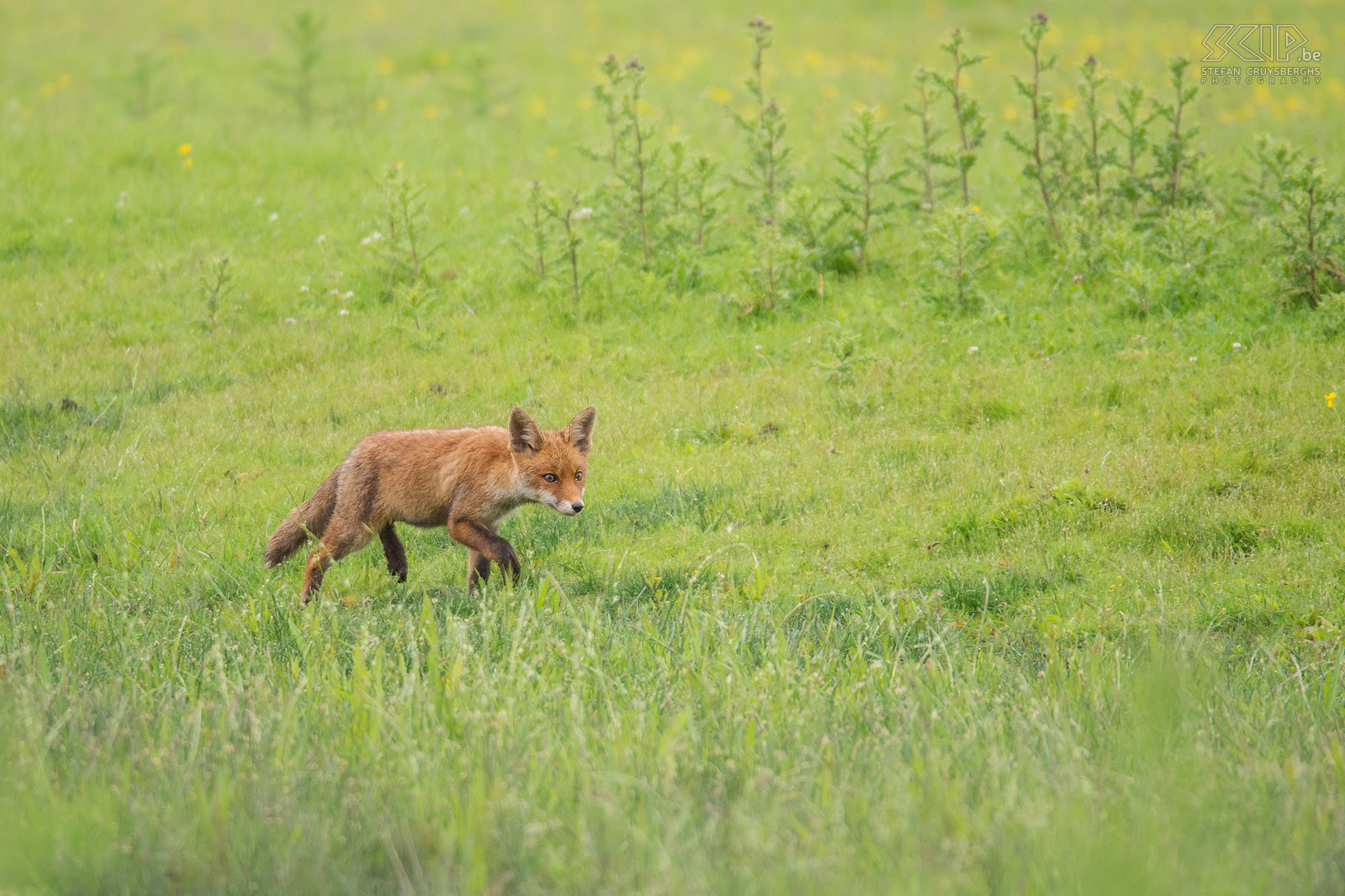 Oostvaardersplassen - Juvenile fox The Oostvaardersplassen in Flevoland is the largest national park in the Netherlands. It is a large wetland with reed plains, rough grassland and ponds that attracts thousands of birds such as geese, spoonbills, cormorants, herons, .... 25 years ago they introduced some deer, Heck cattle and Konik horses and this park is a very good example of rewilding. Now there live about 1100 wild horses, almost 3300 red deer, 40 Heck cattle, around 50 roe deer and a healthy population of red foxes that are also active at daytime. Only a small part of the park has open access but now and than they organize safaris. During our safari we encountered a cute juvenile fox (Vulpes vulpes) that come to took a look at an old carcass of a deer.<br />
 Stefan Cruysberghs